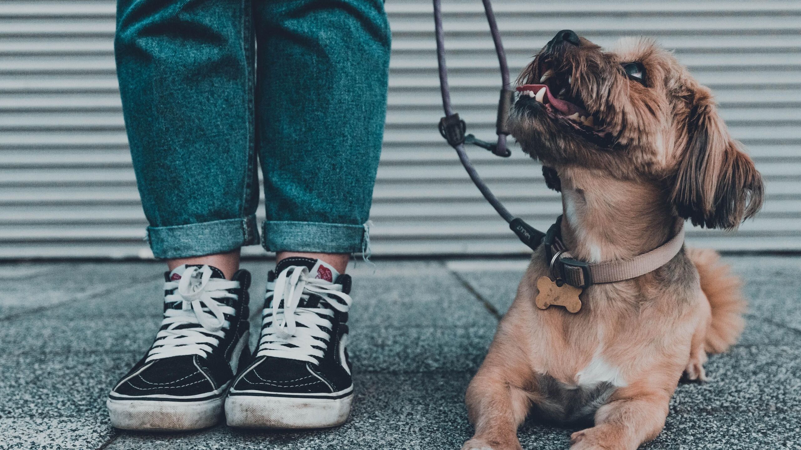 Az okosabb kutyák többet vagy kevesebbet játszanak?
