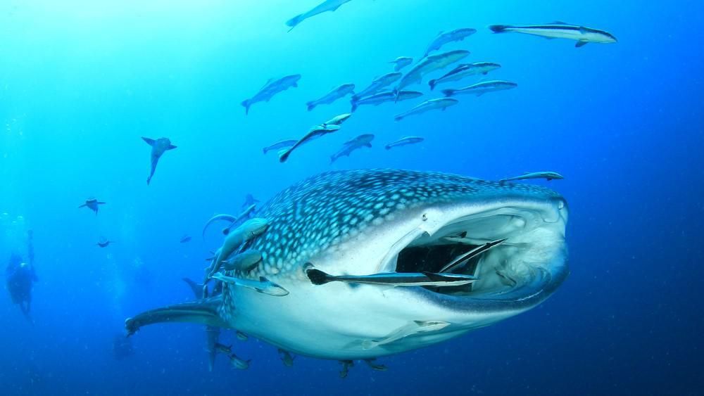 A világ legnagyobb cápája nem is ragadozó? — ezt eszi a cetcápa