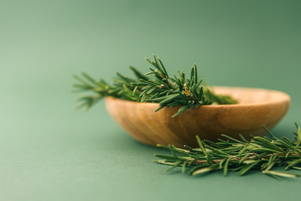 Szereted a rozmaringot? A tudósok szerint fontos szerepet játszik az egészségünk megőrzésében