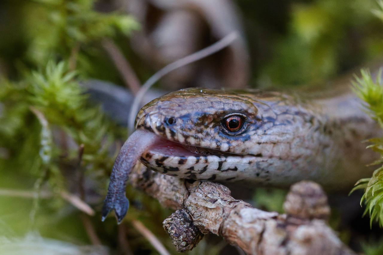 Belföldön kirándulsz? Nagyon vigyázz, kígyószerű lénnyel találkozhatsz!