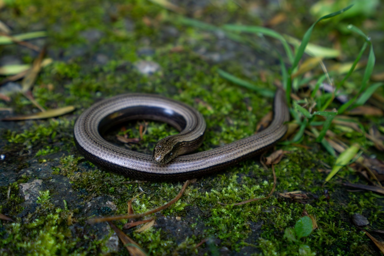 Belföldön kirándulsz? Nagyon vigyázz, kígyószerű lénnyel találkozhatsz!