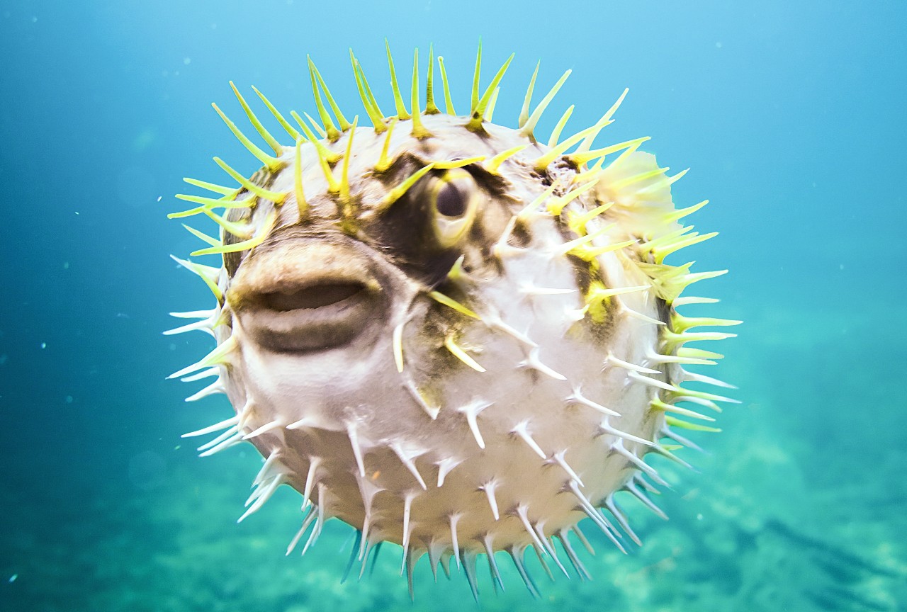 Nagyon veszélyes a fogyasztása, nem is mindenkinek engedélyezett elkészíteni ezt az ételt