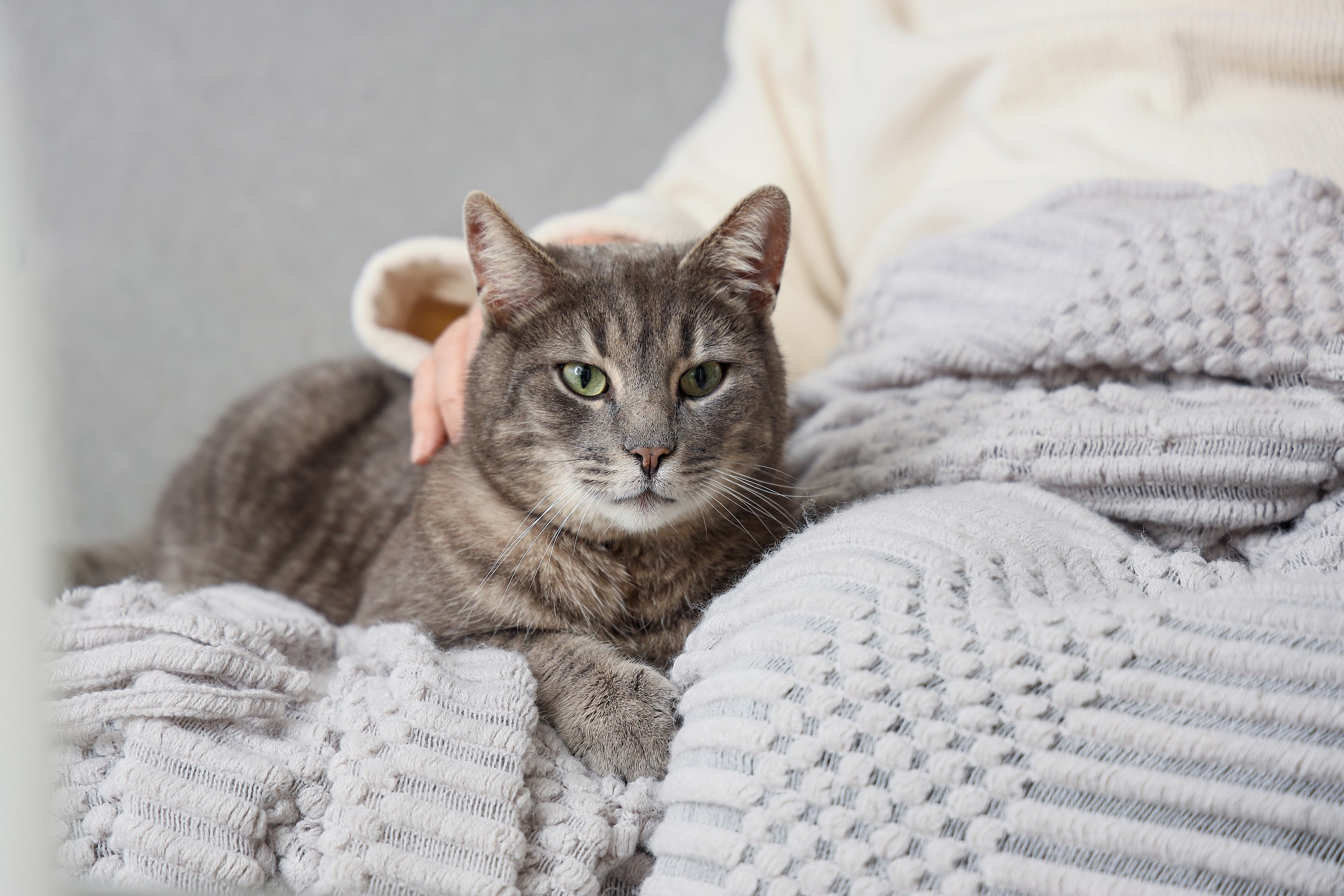 Ebből a 8 tünetből állapíthatod meg, hogy demenciás-e a macskád