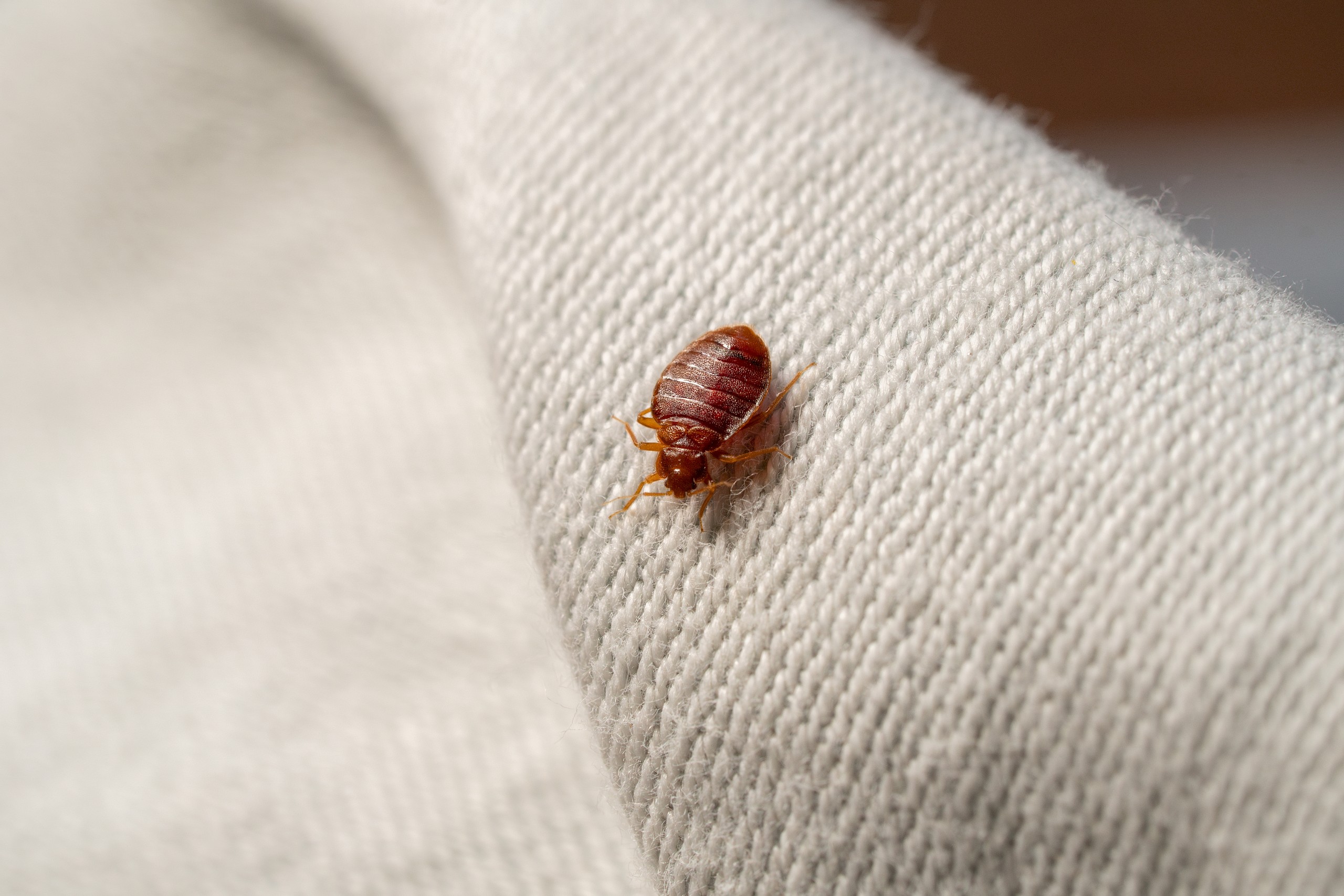 Te is felkapcsolod a villanyt a hotelszobában érkezéskor? Nagy hiba!