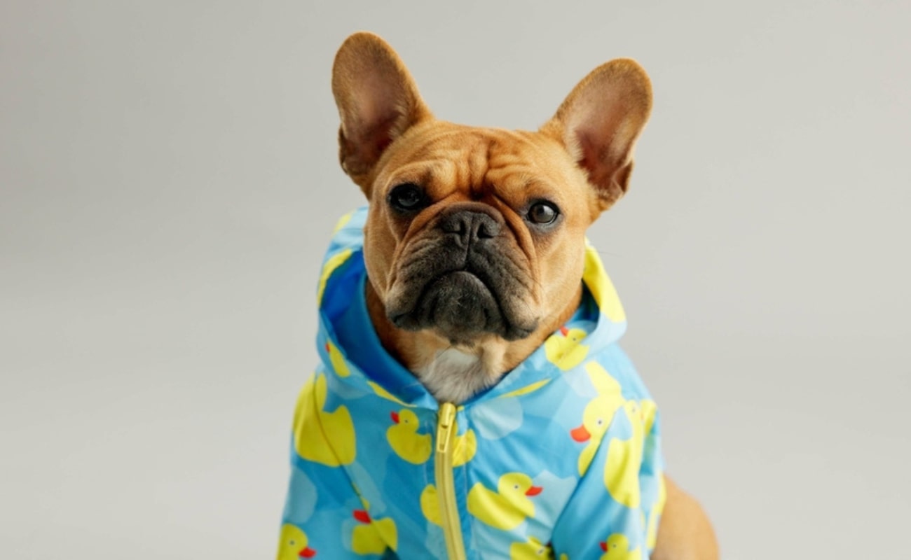 Édes őszi kollekcióval rukkolt elő az Adidas a házi kedvenceknek