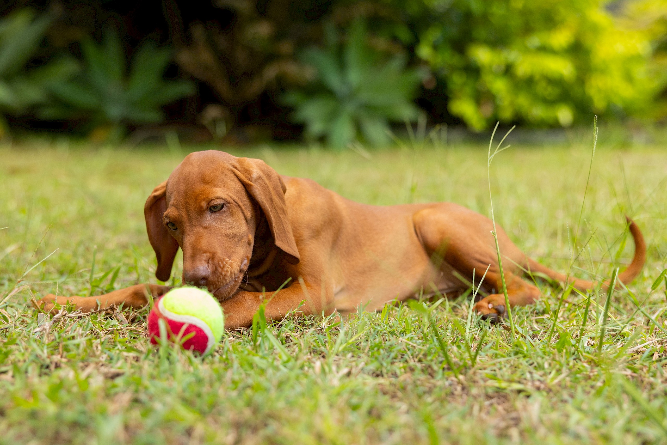 Egy kutatás szerint néhány kutya annyira szereti a labdát, hogy az már szinte függőség