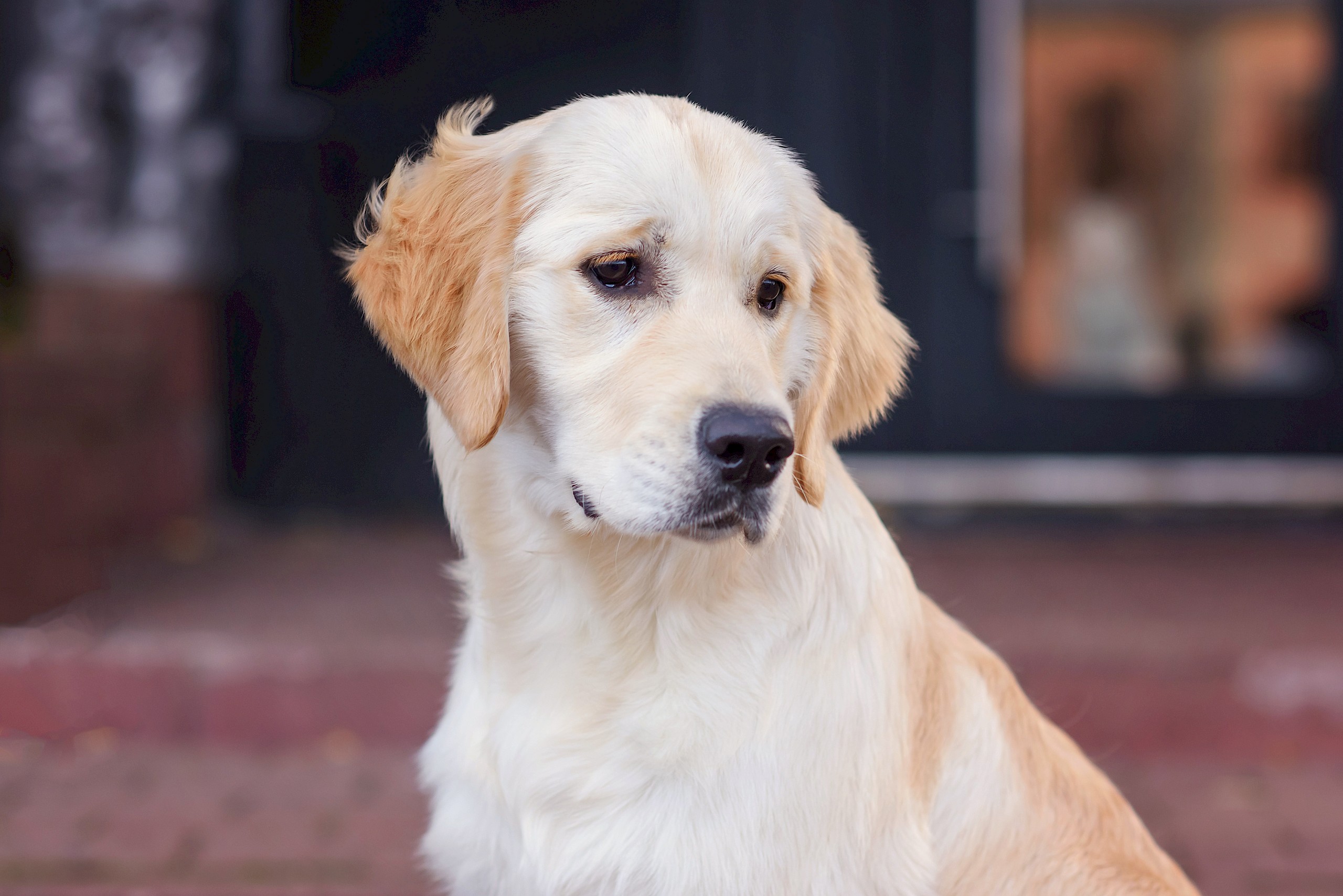 A kutyák érzelmei közelebb állnak az emberekéhez, mint gondoltuk