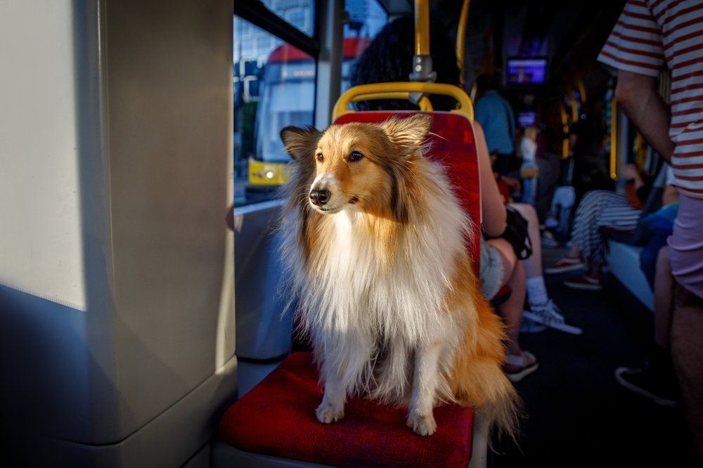 Így utaztathatod ingyen a kutyádat és a biciklidet Budapesten