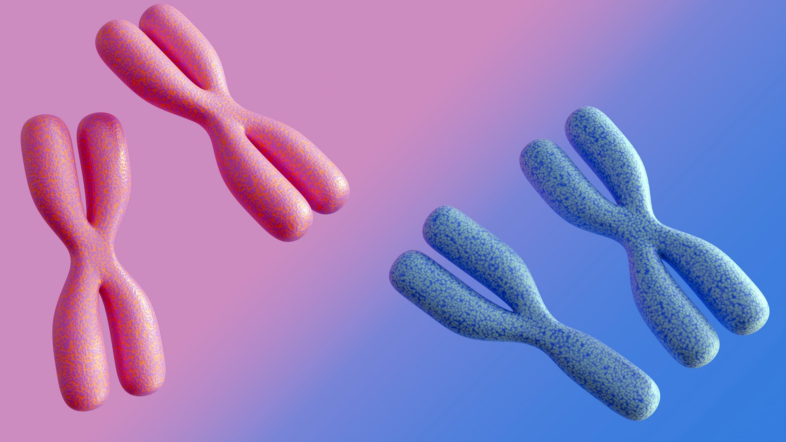 Eltűnik az Y-kromoszóma? Egy új nemi gén lehet a férfiak jövője