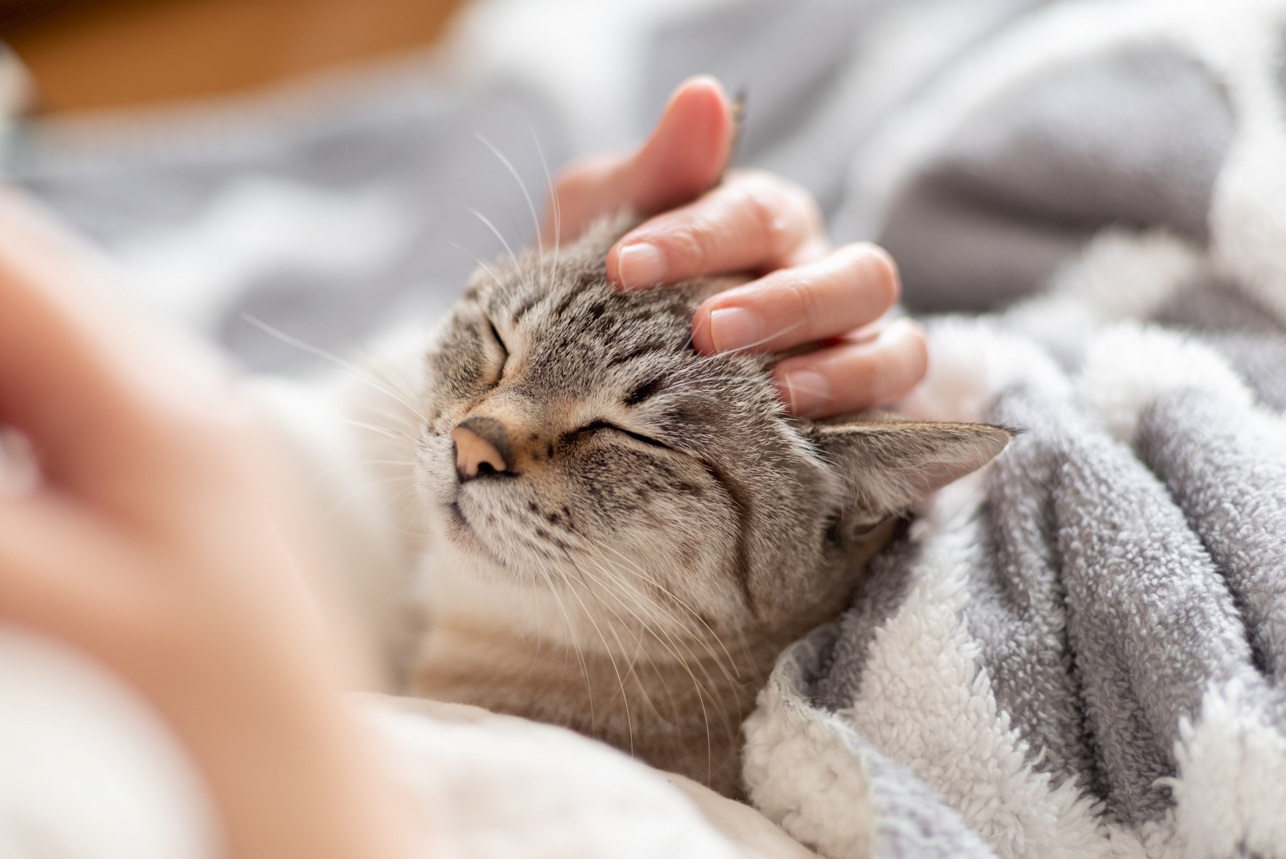 Tudtad? A macskák kétszer annyit nyávognak a férfiakra, mint a nőkre