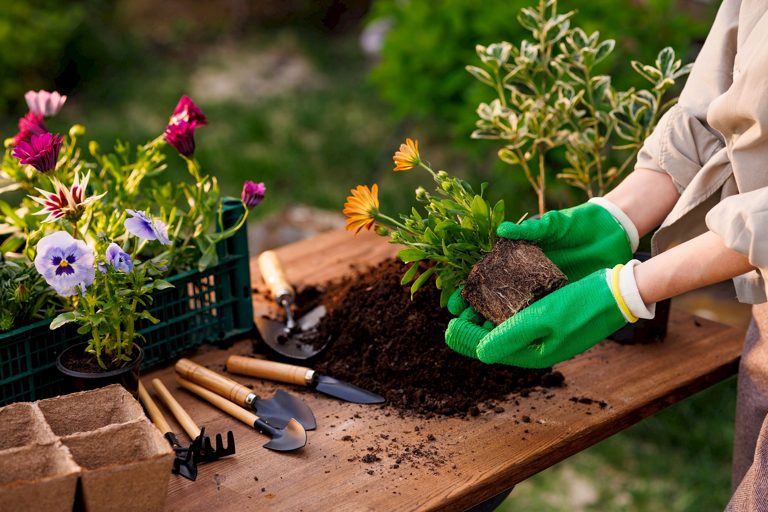 6 növény, amit kora tavasszal érdemes elültetni a kertünkben