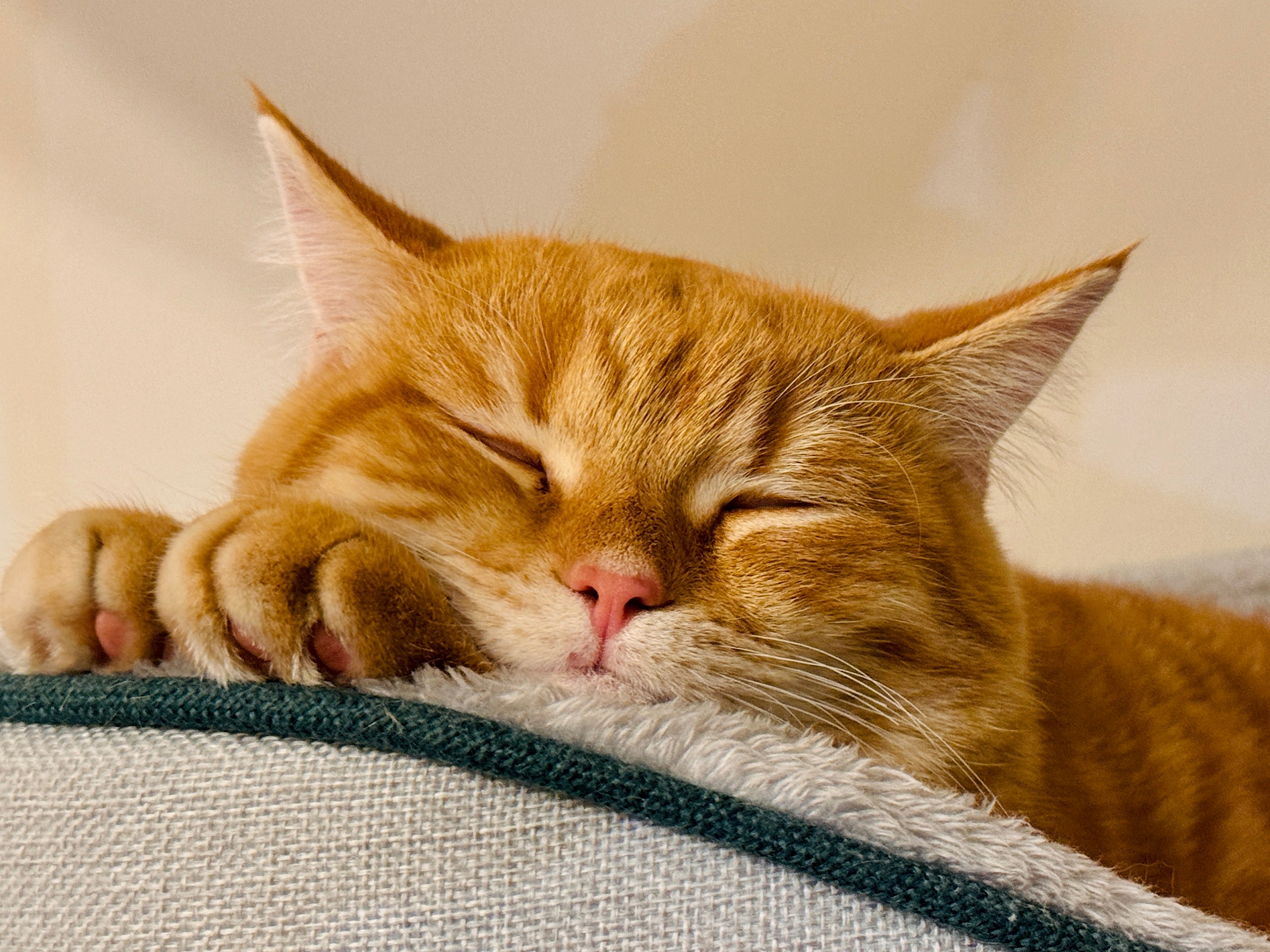 9 dolog, amivel észrevétlenül ártasz a macskádnak