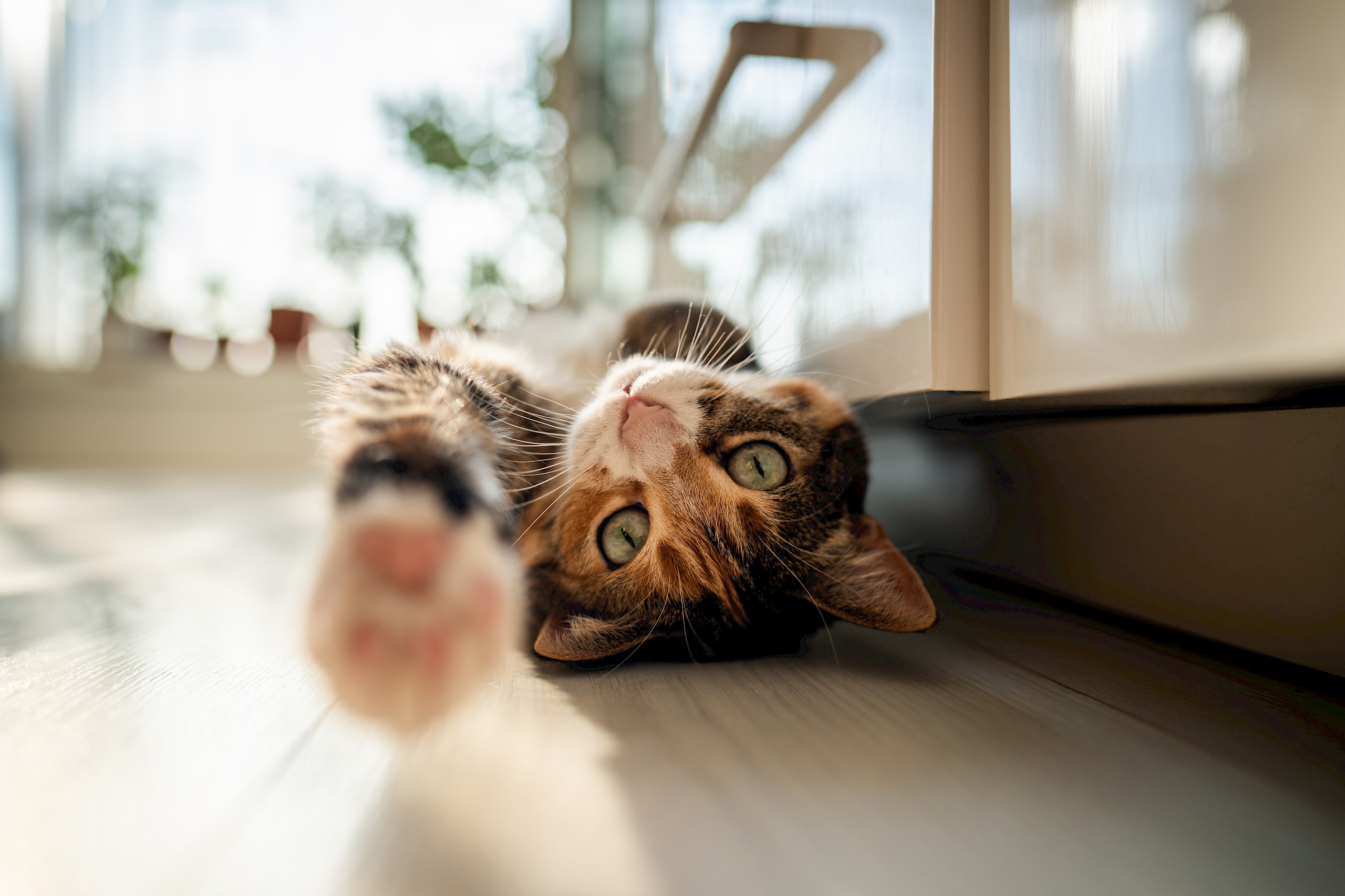 9 furcsa macskaszokás, amire végre itt a magyarázat