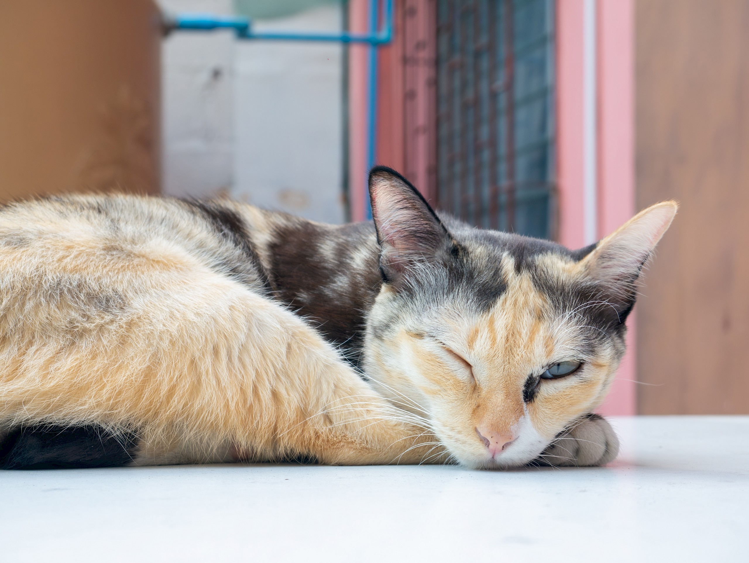 9 furcsa macskaszokás, amire végre itt a magyarázat