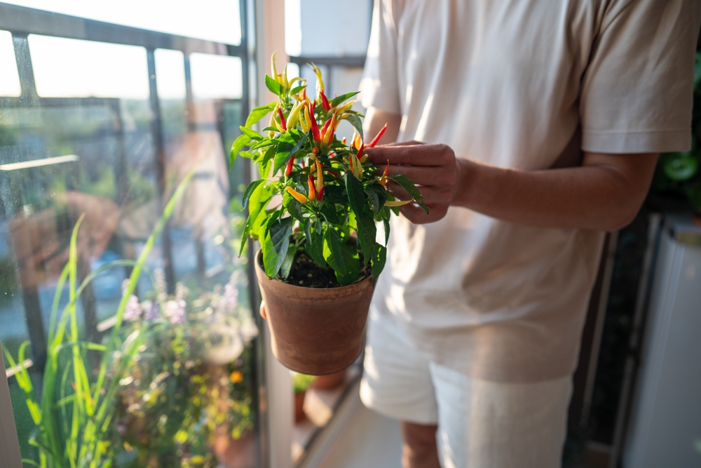 7 zöldség és gyümölcs, amit kert nélkül is termeszthetsz idén tavasszal