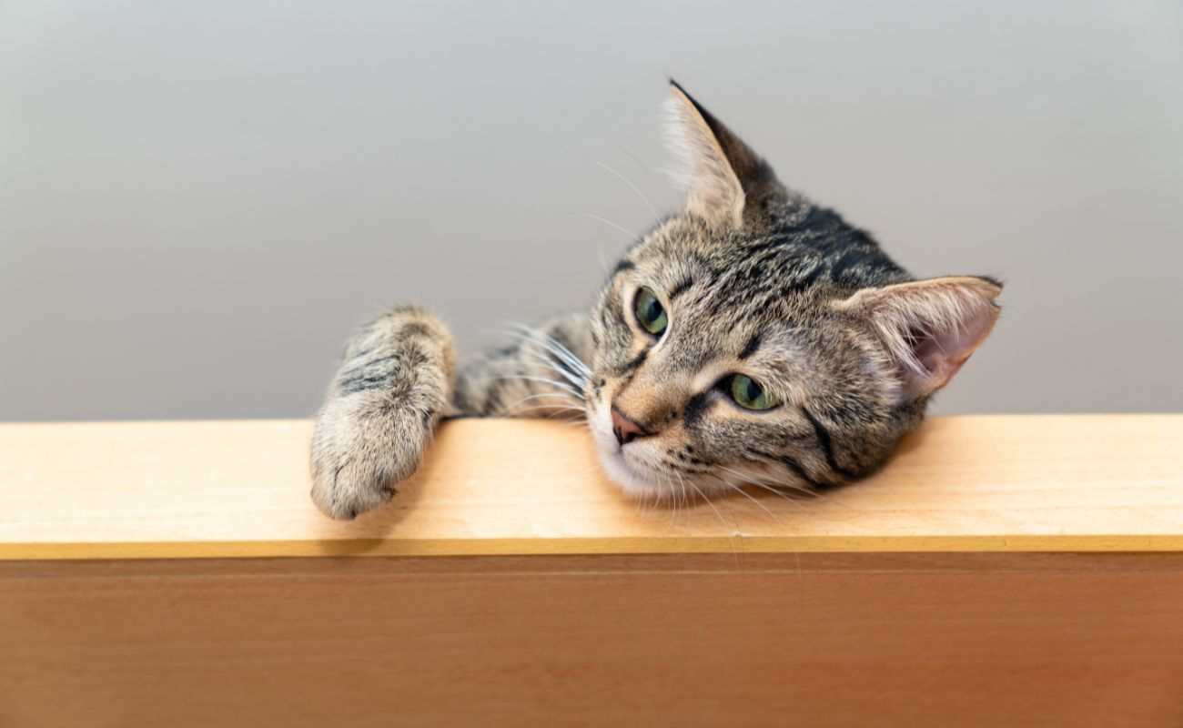 Szándékosan csinálják? Ezért lökik le a macskák a tárgyakat