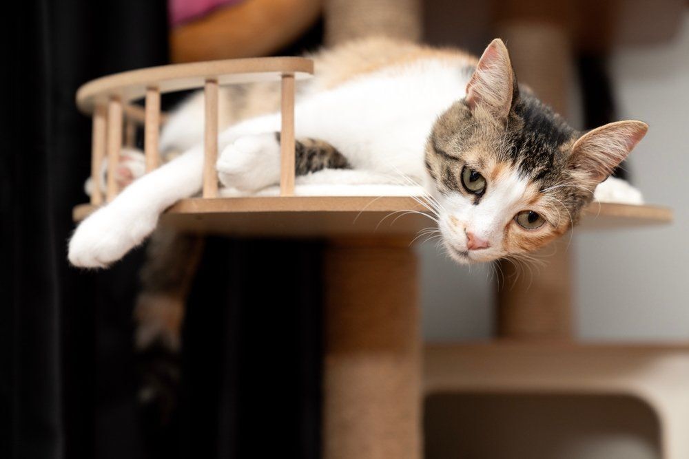 Ezek a macskafajták élnek a legtovább